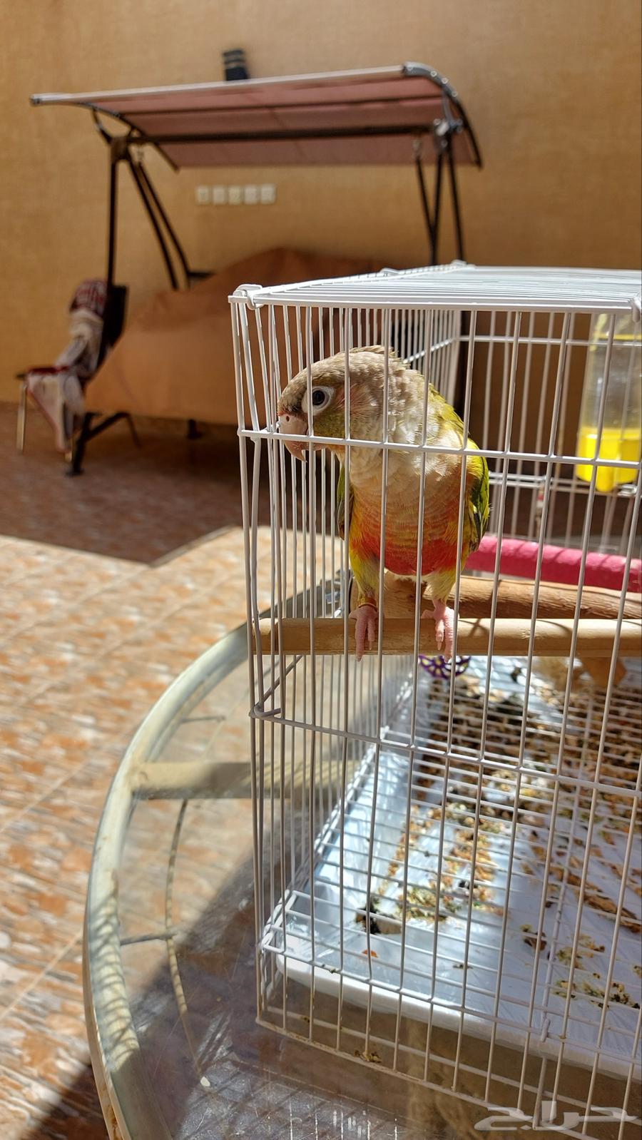 Kiwi the pineapple64519540249602110