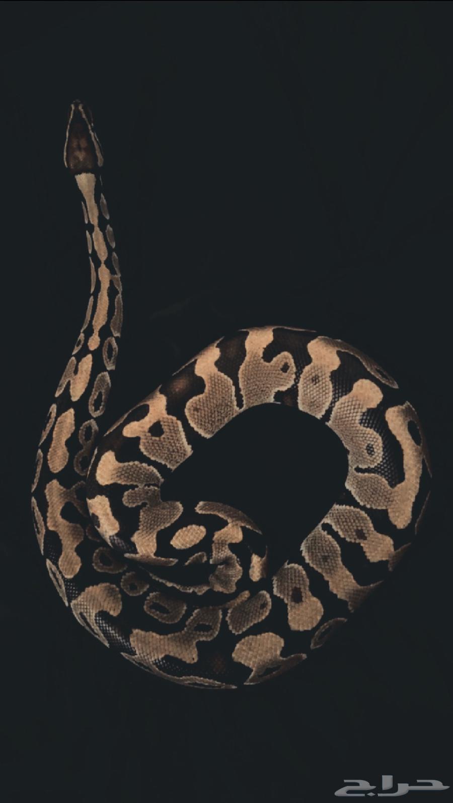 مستلزمات زواحف بول بايثون64521254525442111