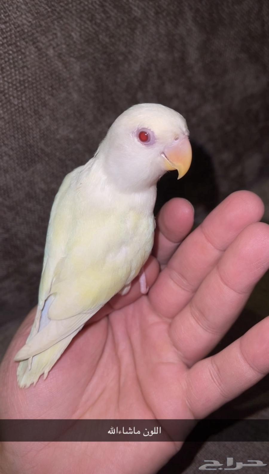 روز هدد نشبه64520318364161110