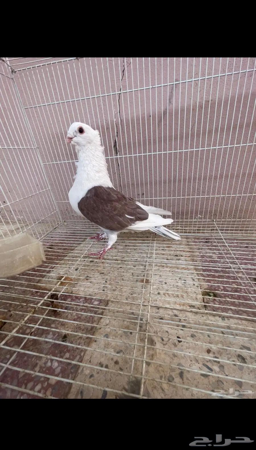 جوز حمام زينه صفاق64521482702466112