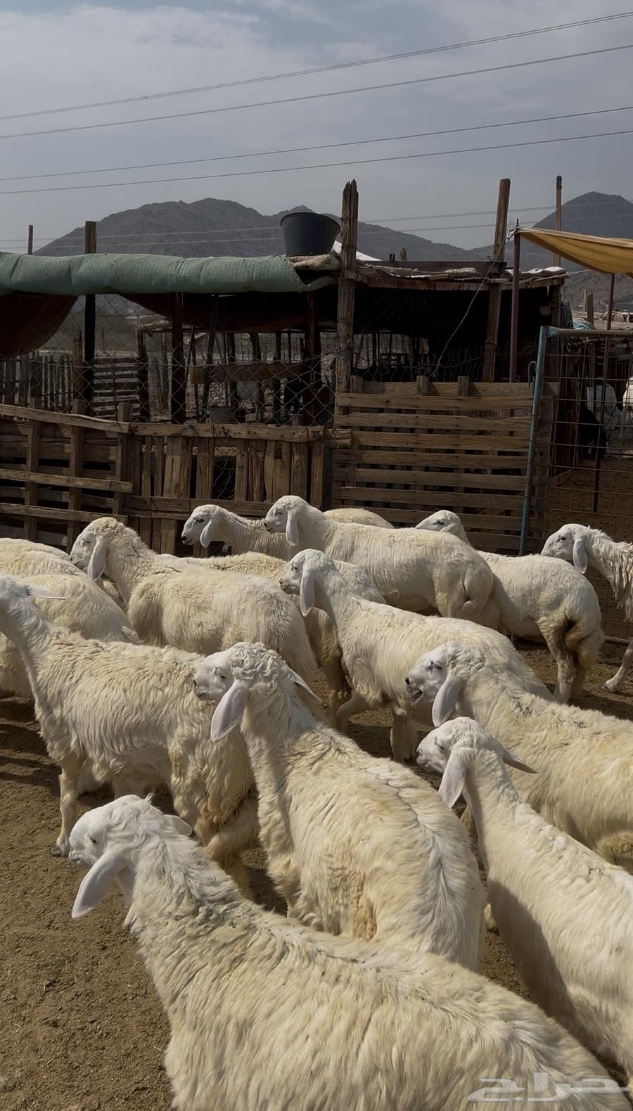 Italian sheep, rams, goats and Swakni for sale64526162012545113