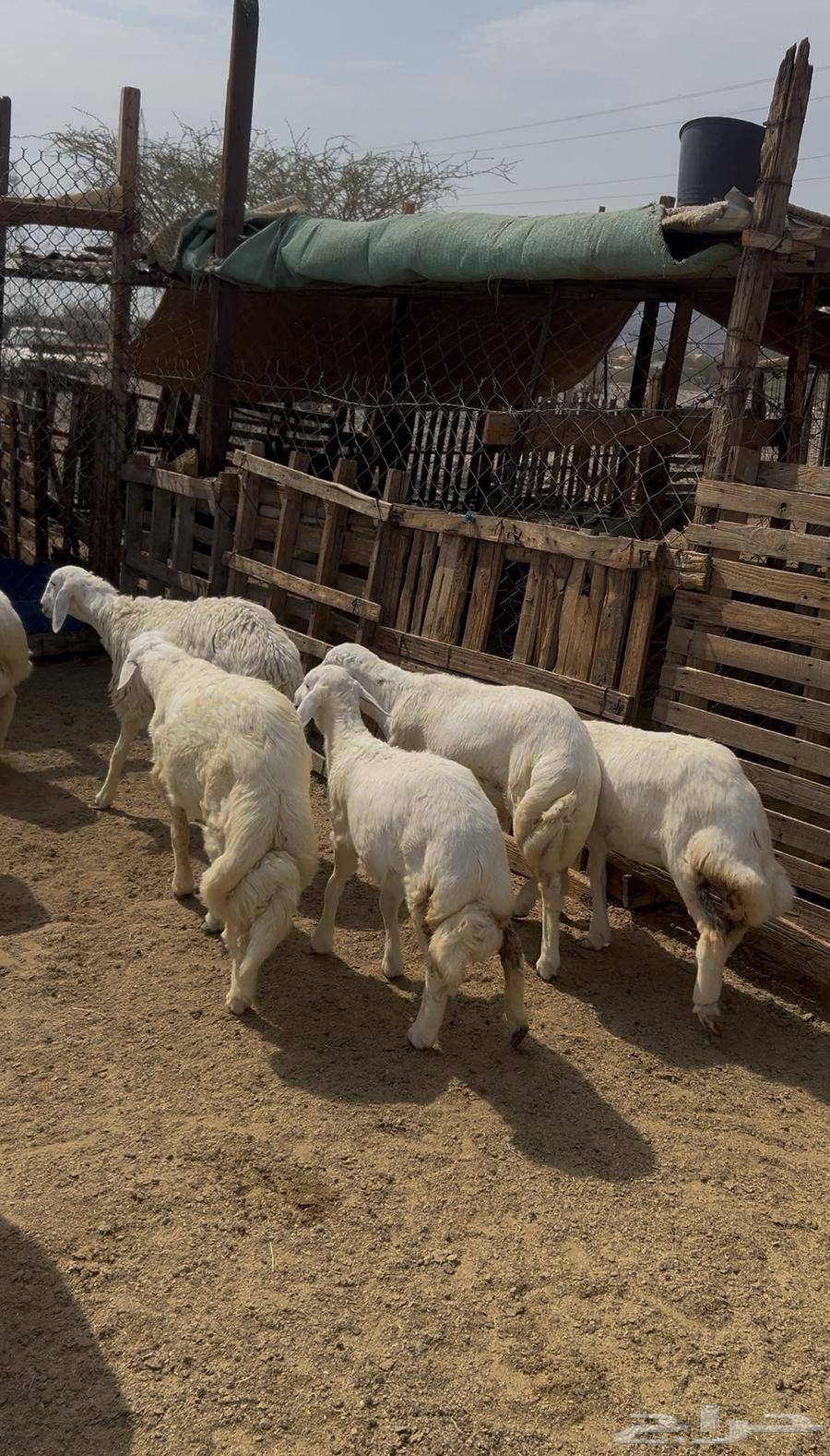 Italian sheep, rams, goats and Swakni for sale64526162012545111