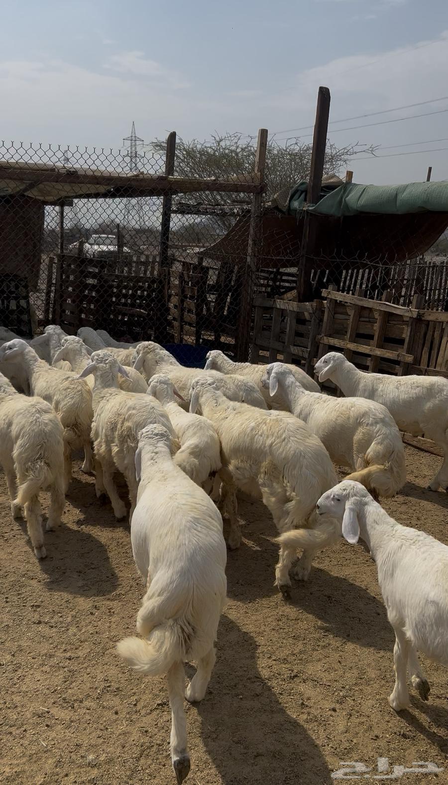 Italian sheep, rams, goats and Swakni for sale64526162012545114