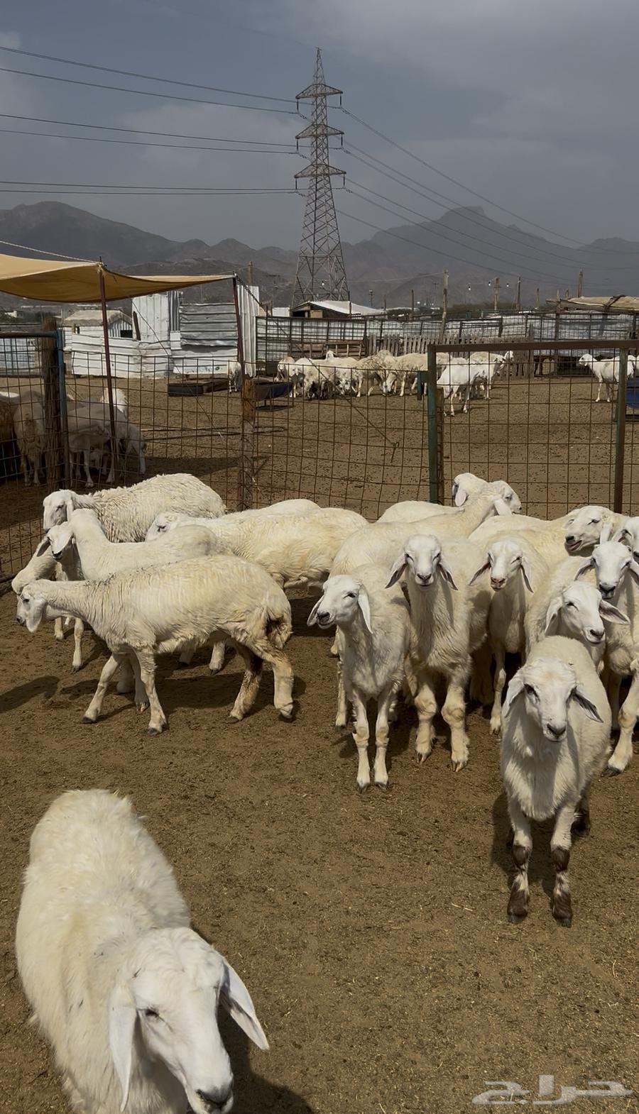 Italian sheep, rams, goats and Swakni for sale64526162012545112