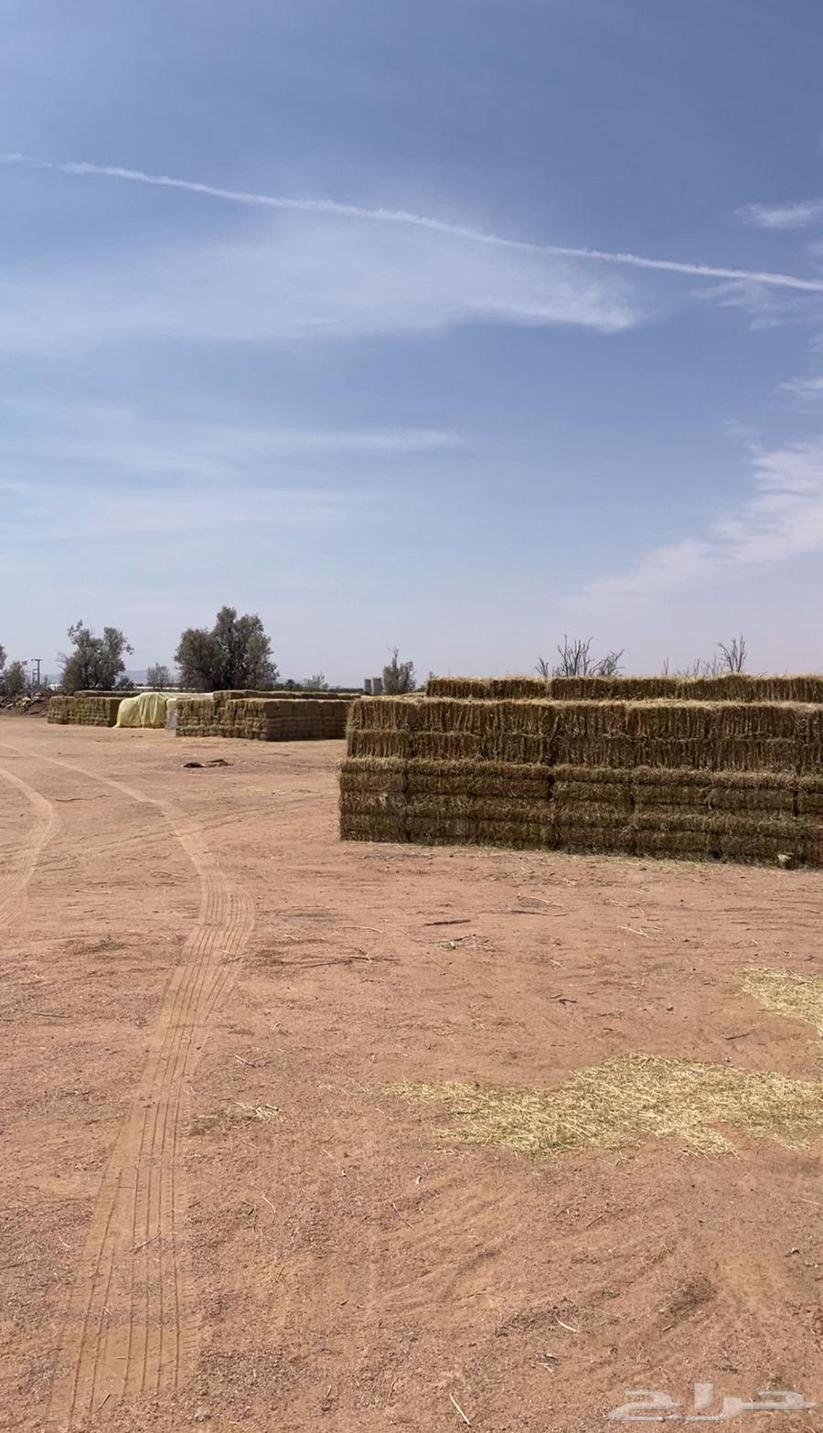 Mixed clover64521836618370110