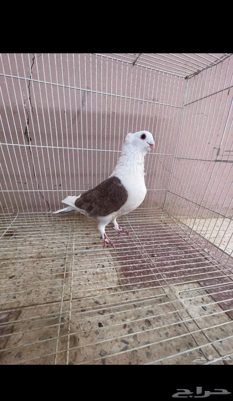 جوز حمام زينه صفاق64521482702466111