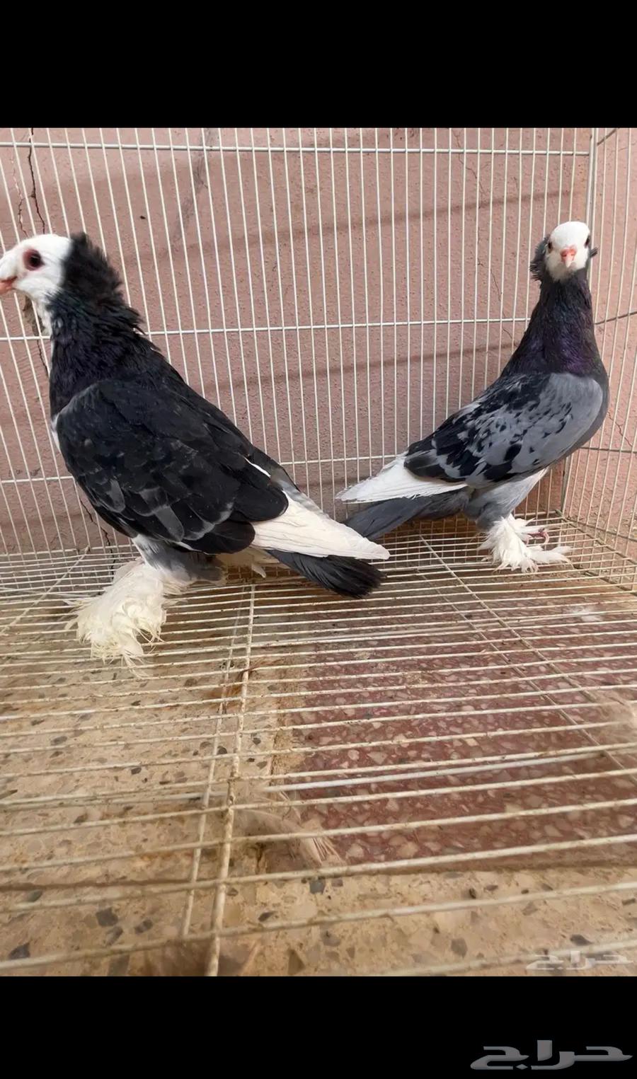 جوز حمام زينه صفاق64521482702466110