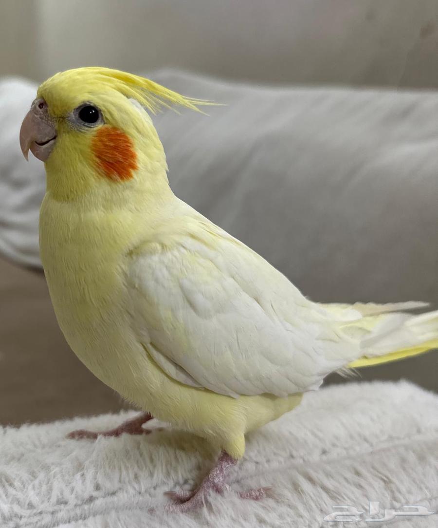 Extremely gentle Latino crow64520204258562112