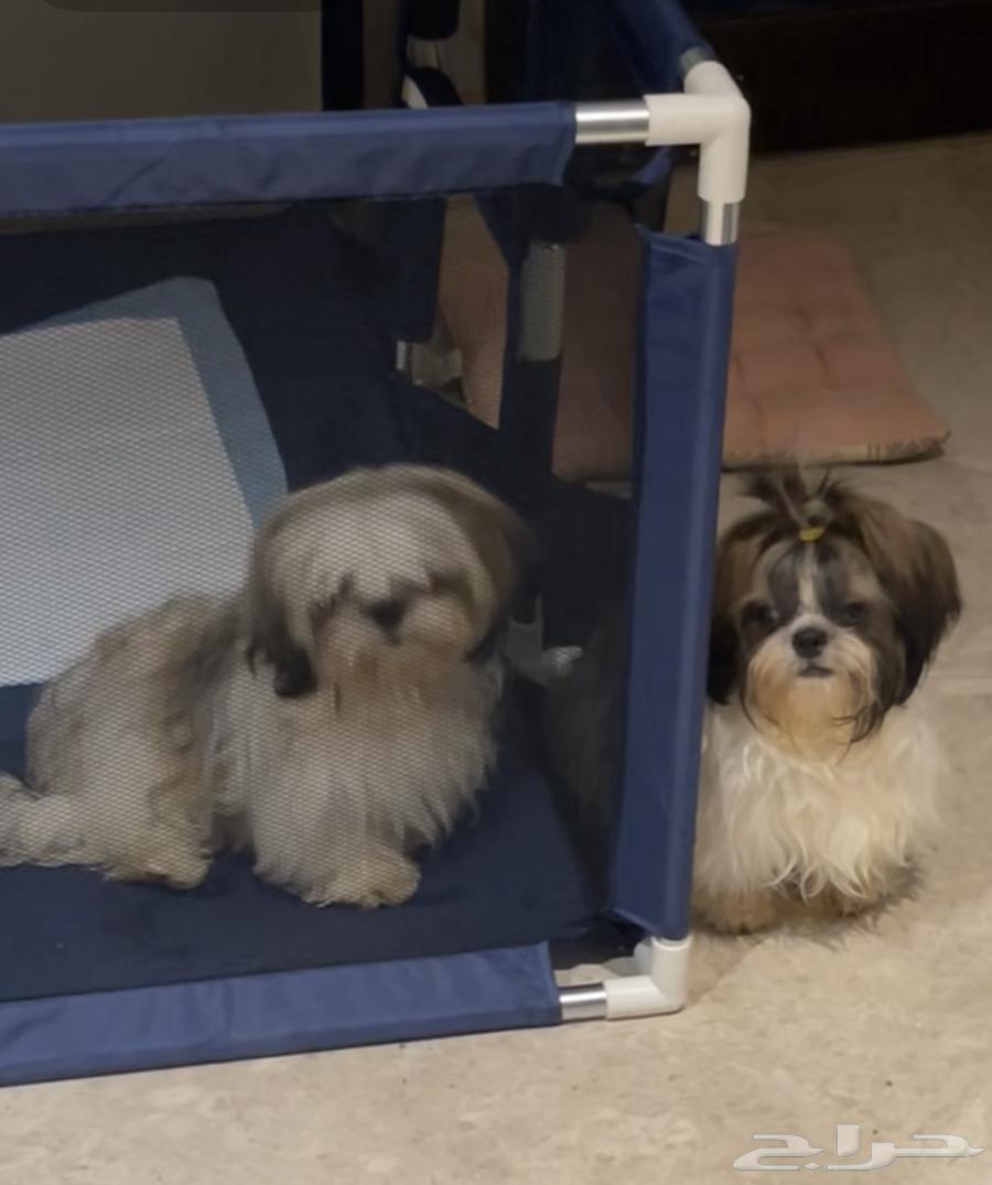 للبيع زوج شيتزو بيور64526134018305111