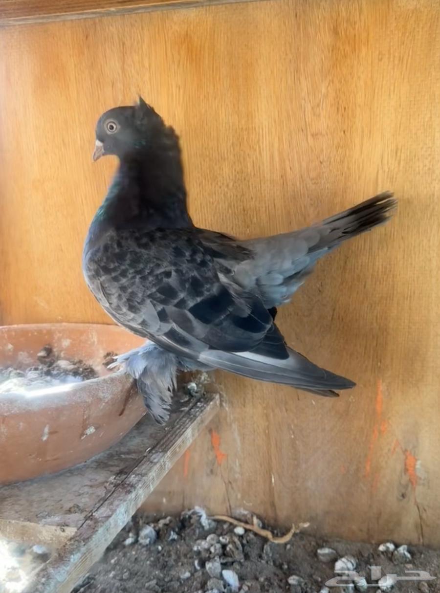 Karnago and Alaska64519144324097114