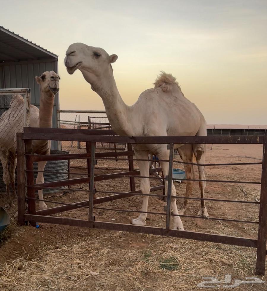 قعود فحل كفو فاخر على ساس لأهل الزين فقط64525704783618110