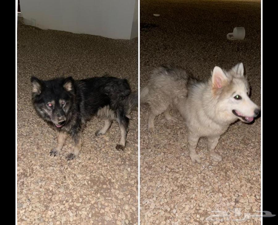 كلبين للبيع64527038964227110