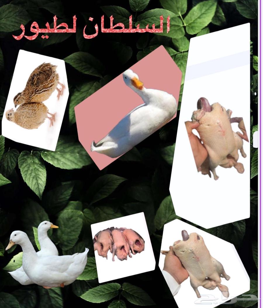 يوجد لدينا بط بكيني64521311868929110