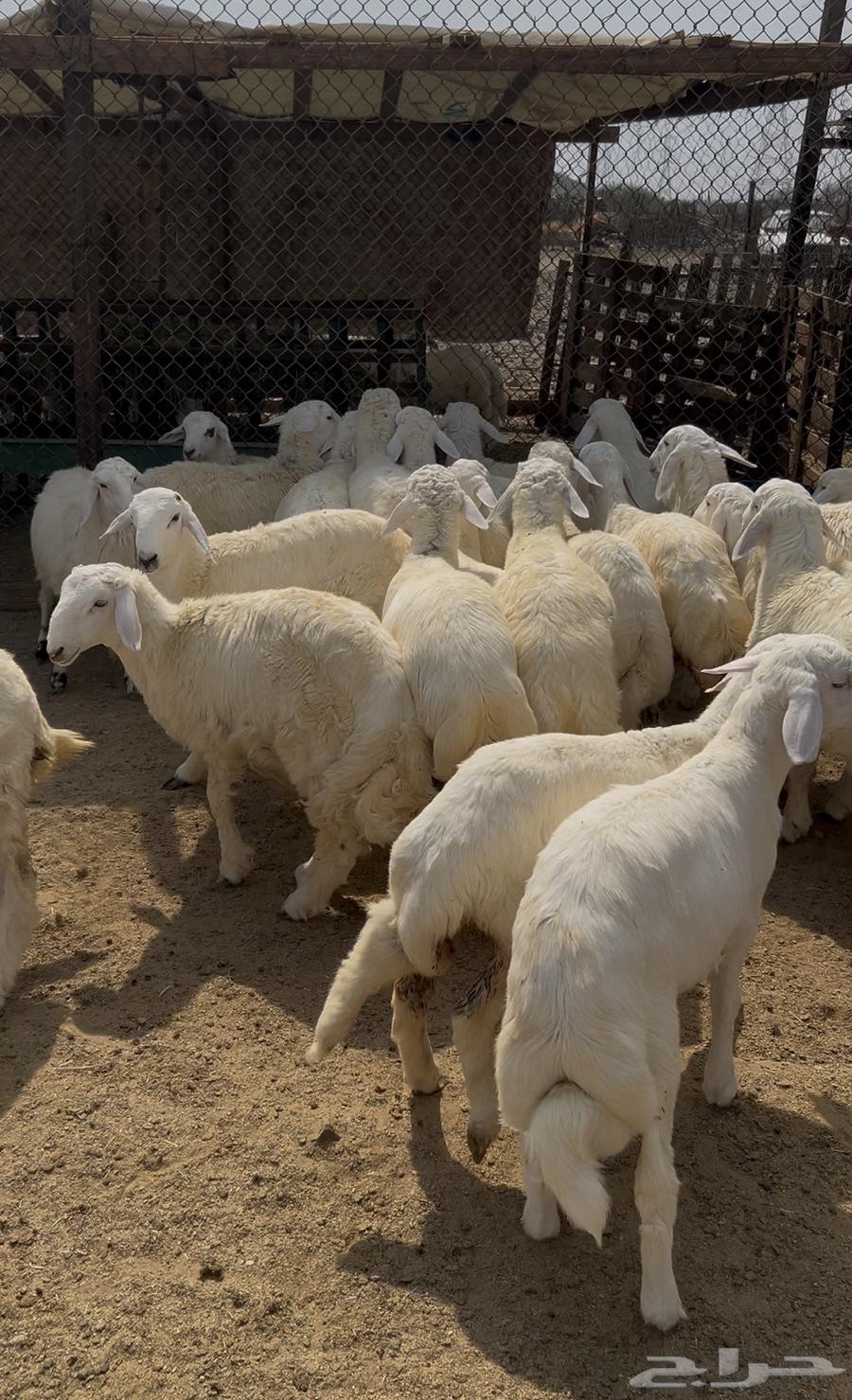 Italian sheep, rams, goats and Swakni for sale64526162012545110