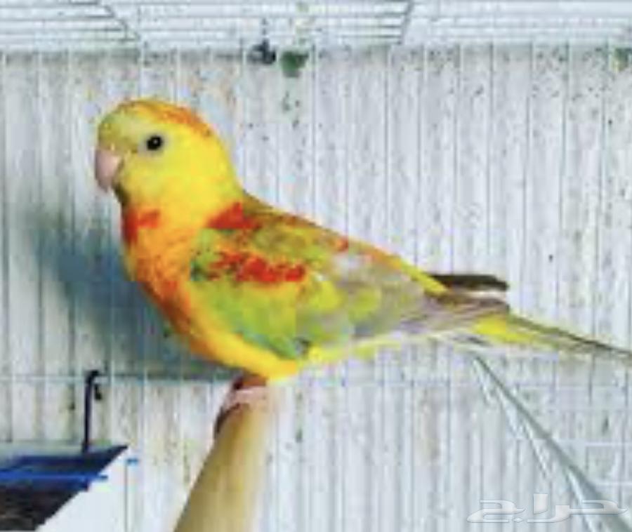 Bracket Product Pair64522387291394112