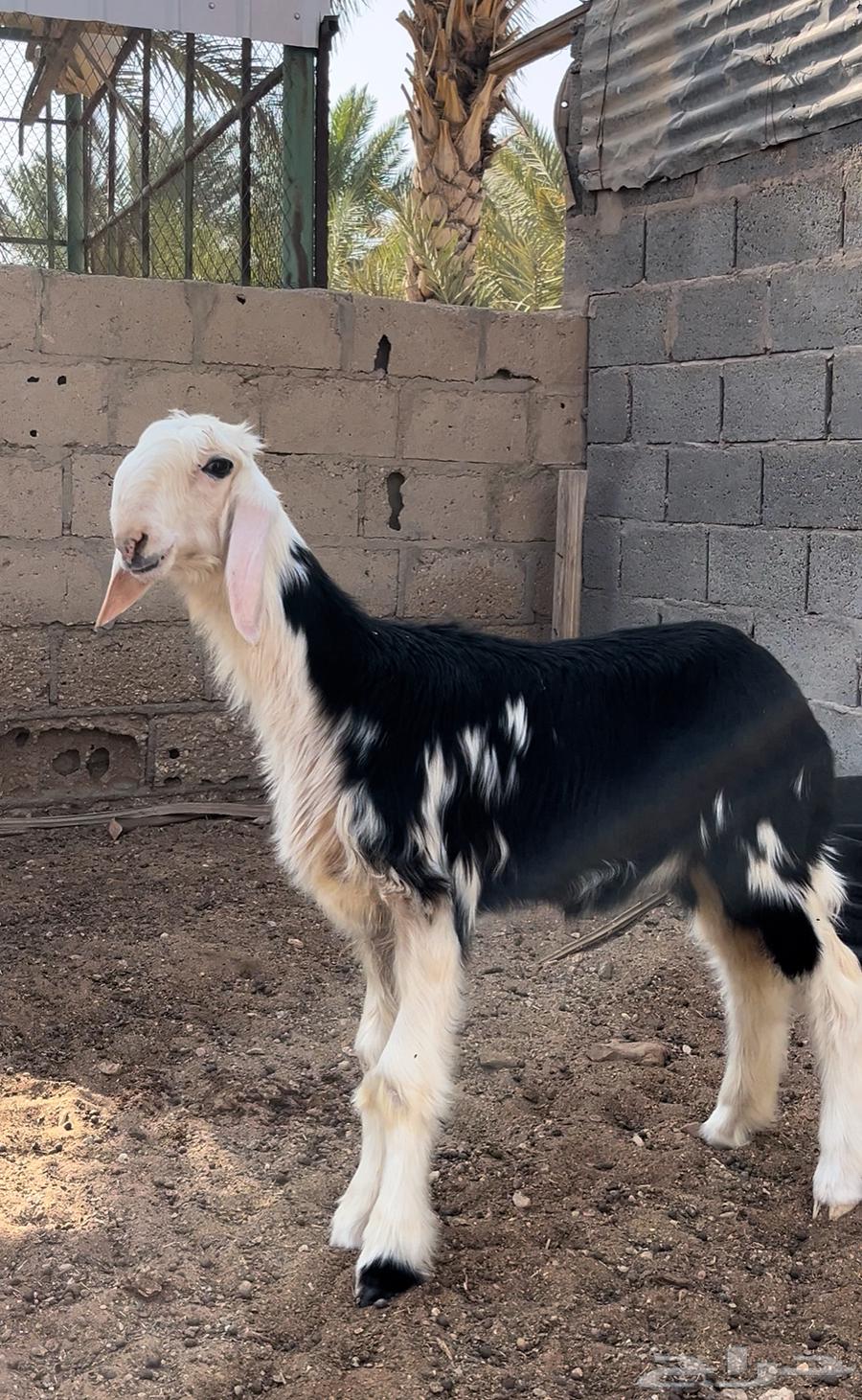 رخل صنف فاخره64523118915971111