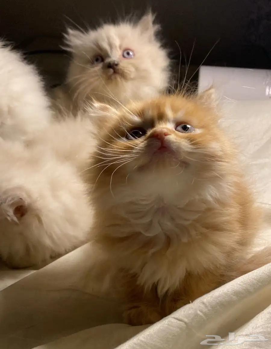 قطط شيرازي للبيع64519399099905110