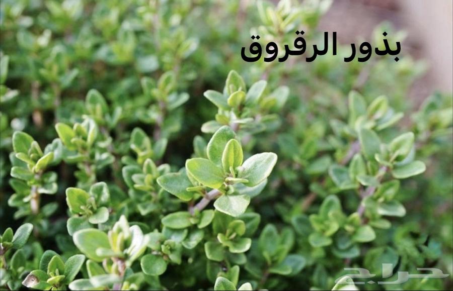 Raqrouq seeds64521197336706111