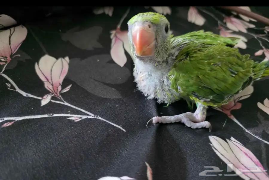 مطلوب فرخ دره64523147412737110