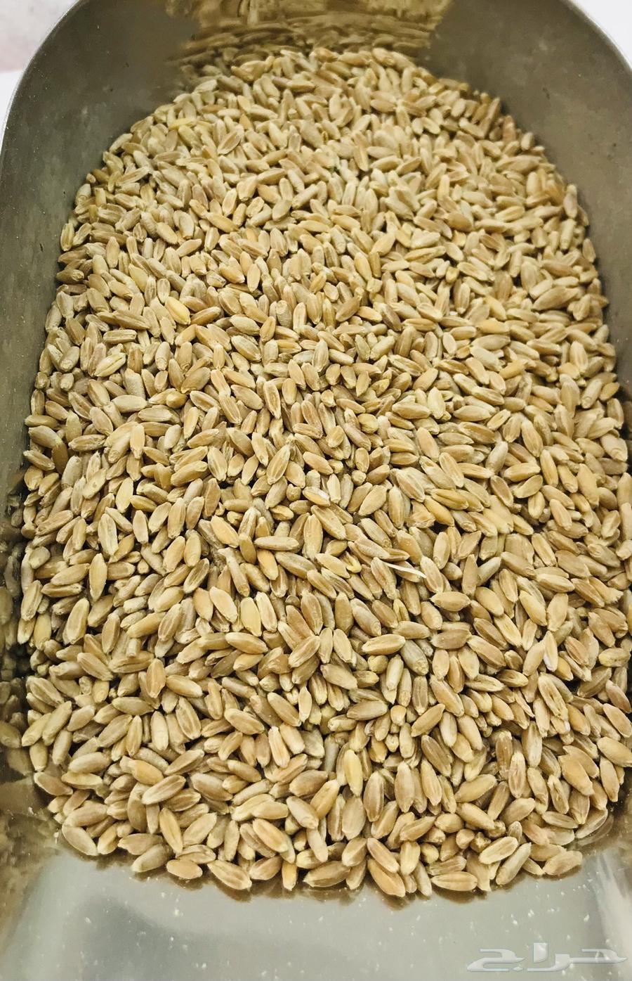 بر بلسمر عضوي مطري عثري بعلي64526856333315111