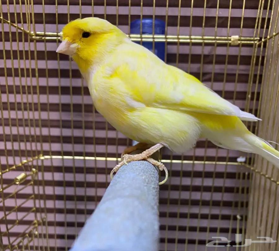 للبيع كناري اناثي قريب الجهوزيه .. صحة ونظافه 10064525649773059110