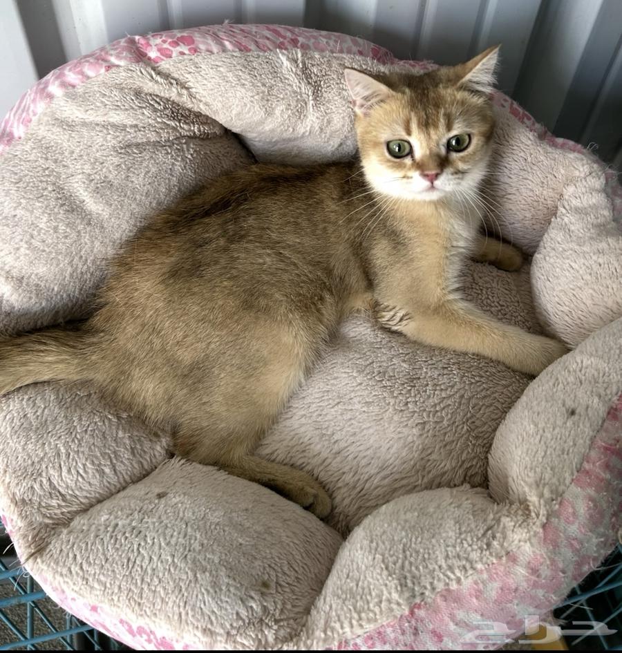 ذكر سكوتش للبيع الرياض بسعر 500 ريال64524726150403110