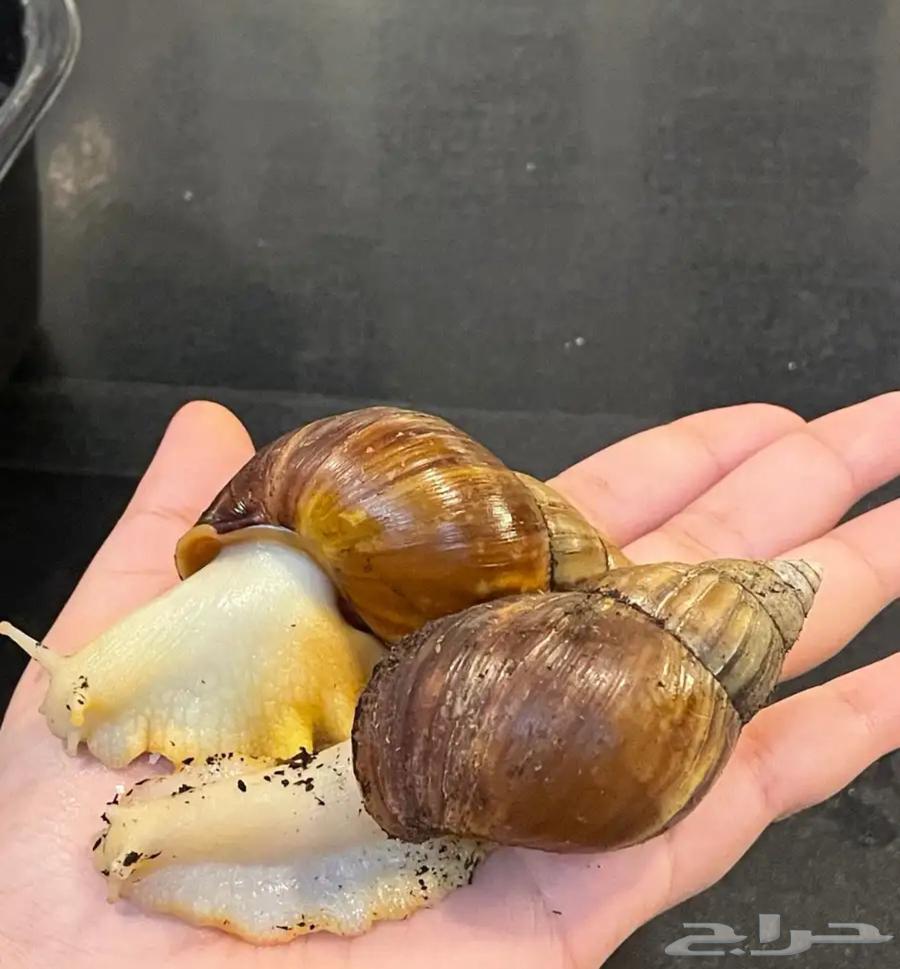 حلزون صغير للبيع64523963988099112