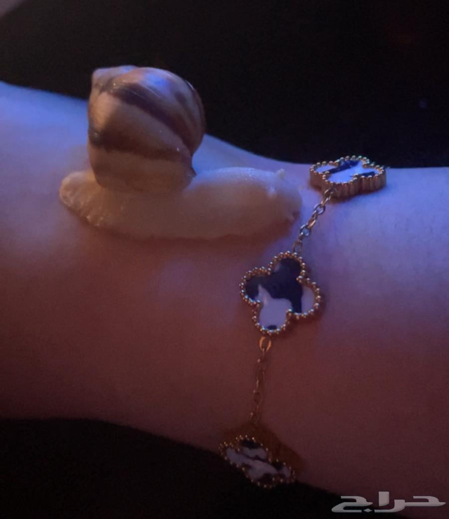 حلزون صغير للبيع64523963988099110