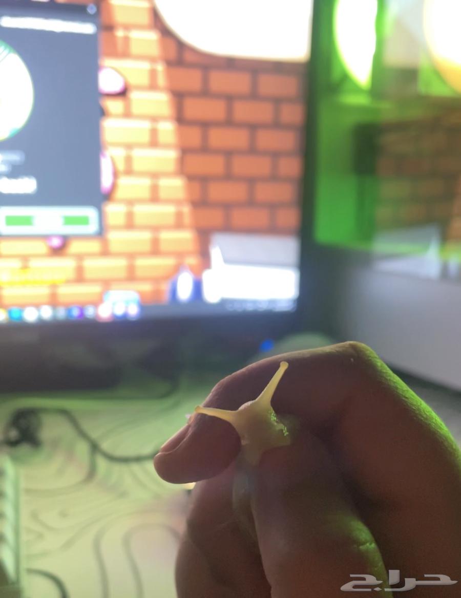 حلزون صغير للبيع64523963988099114