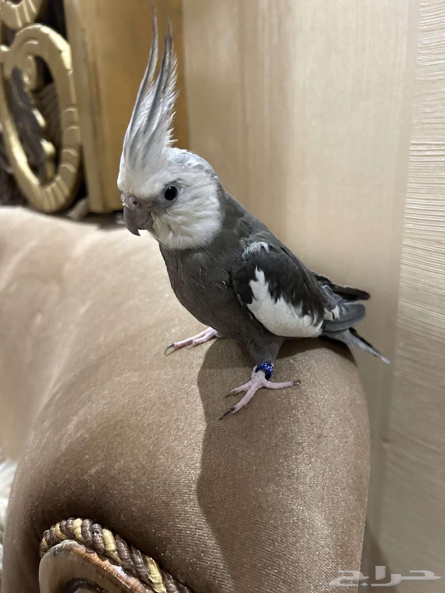 Crown Pair64525815202691112