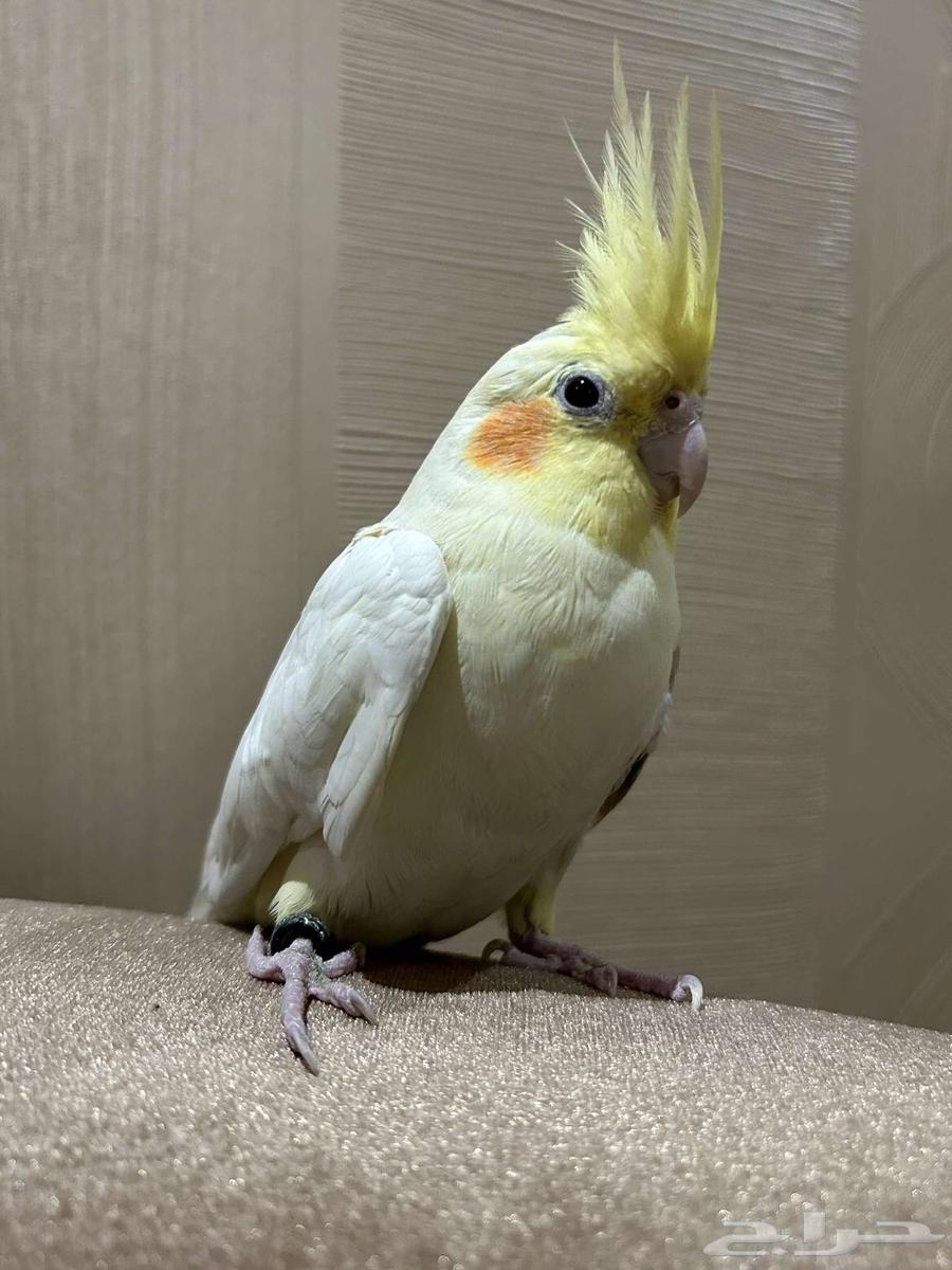 Crown Pair64525815202691114