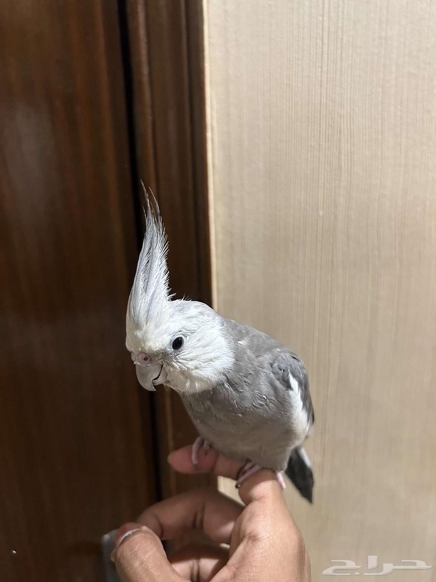 Crown Pair64525815202691111