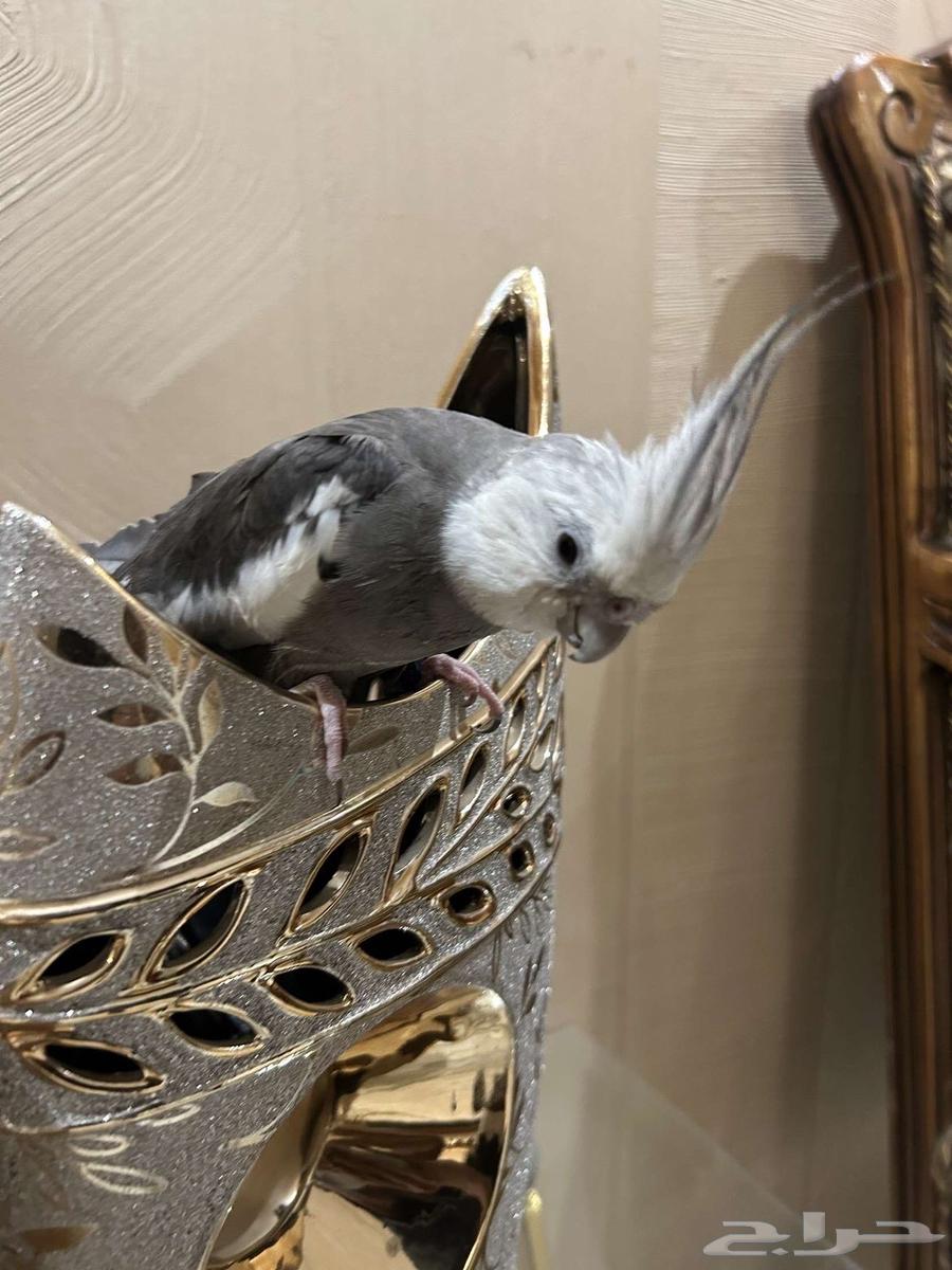 Crown Pair64525815202691110