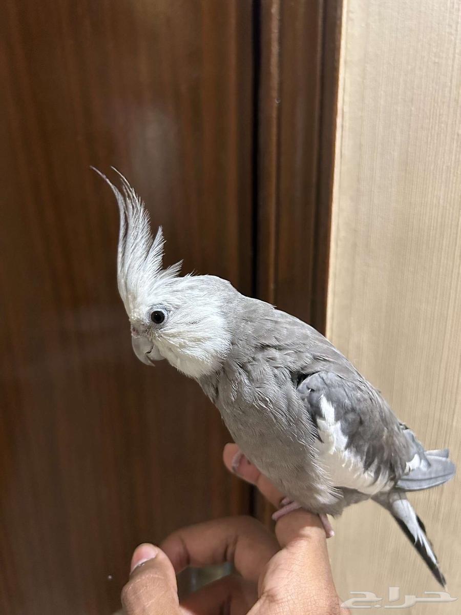 Crown Pair64525815202691113