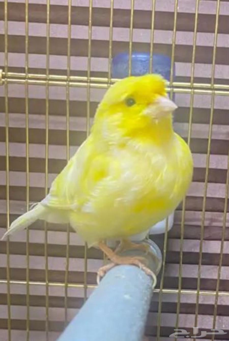 للبيع كناري اناثي قريب الجهوزيه .. صحة ونظافه 10064525649773059111