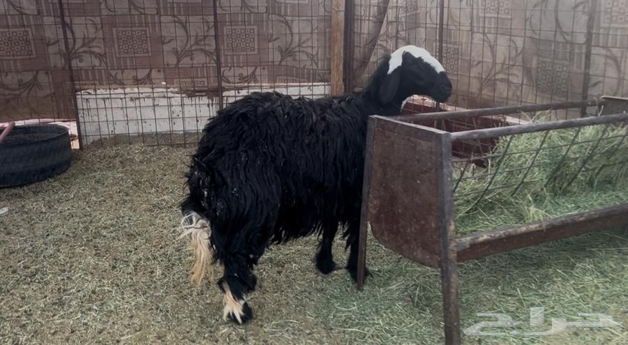 For sale Najdi camel, strong, healthy and clean64520346834434110