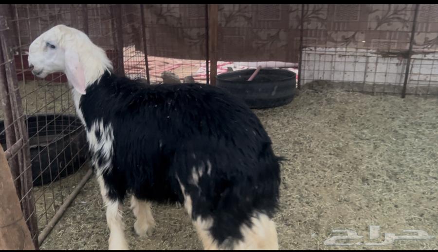 للبيع خروف نجدي فاخر وفل شحم64522472292993110