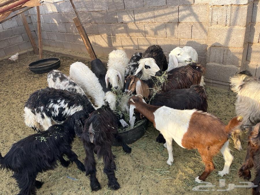 يوجد بهم للبيع العمر من سبعه اشهور الا ثمنيه شهور64520261473665110