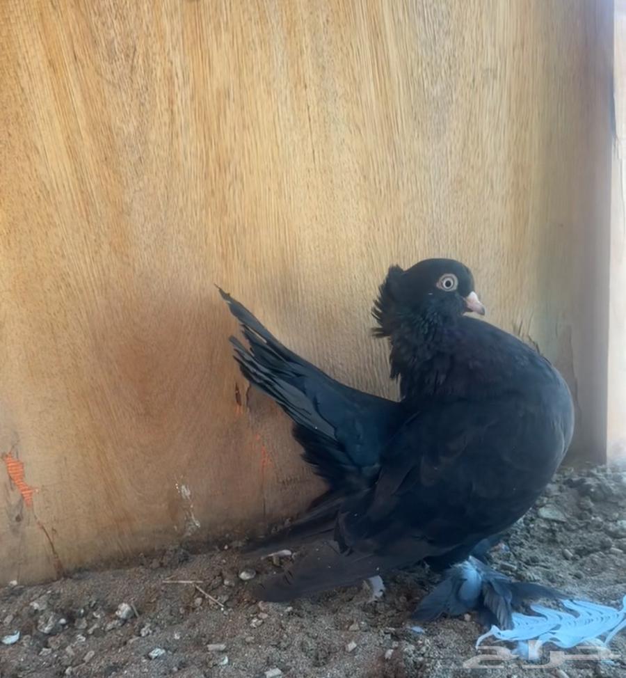 Karnago and Alaska64519144324097113