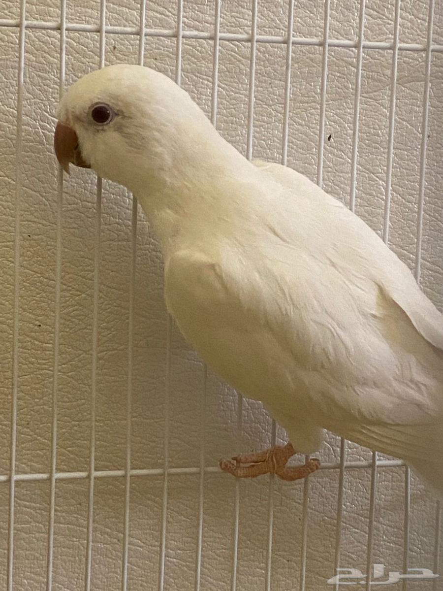 Quaker Walnut Product64521069180161112