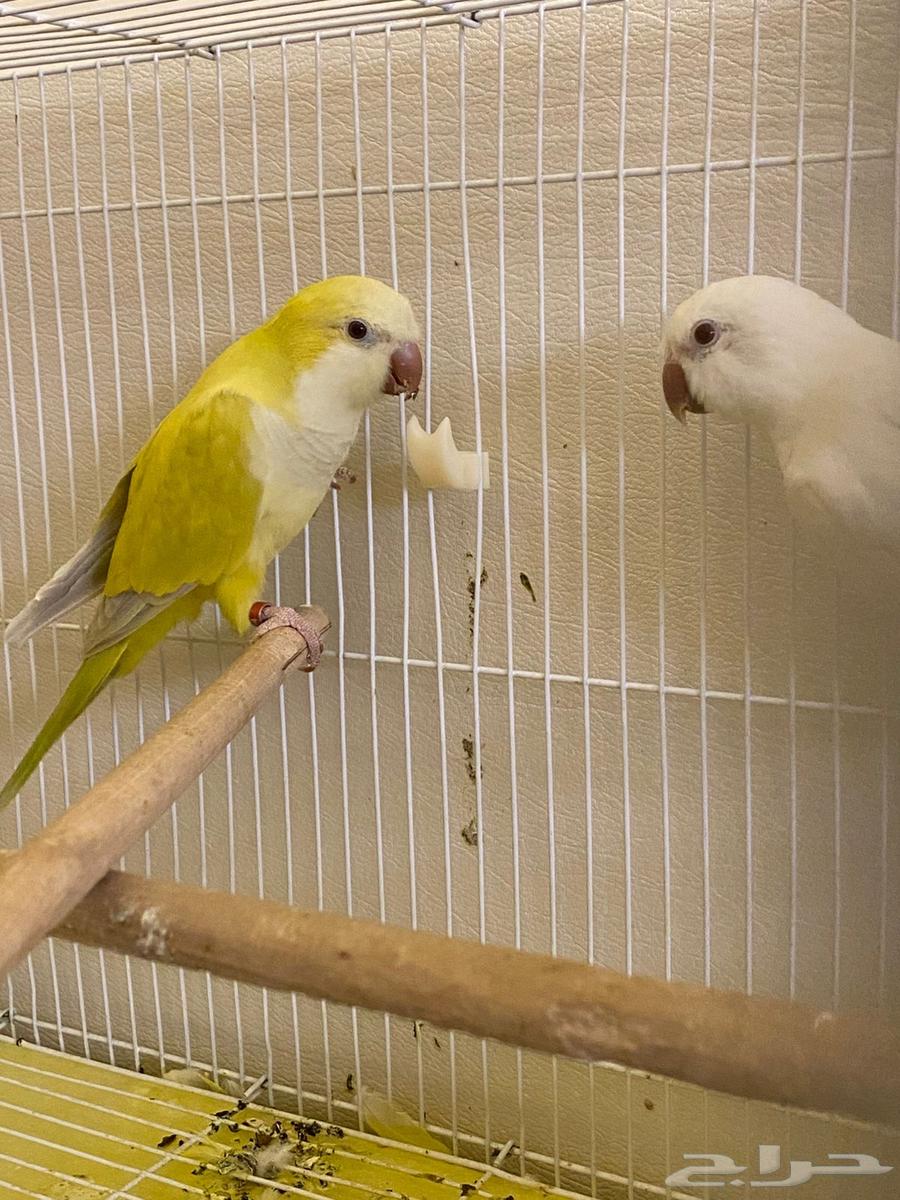 Quaker Walnut Product64521069180161110