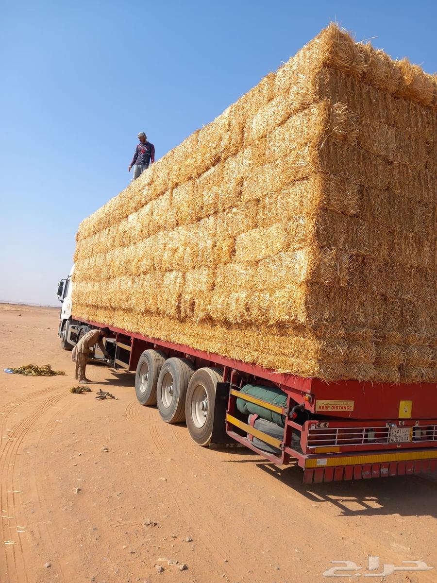 Wheat straw64526648277762110