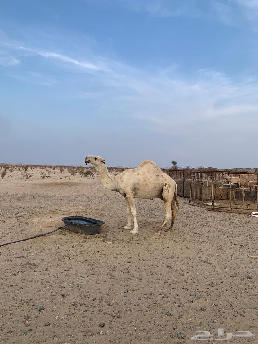 Camel for sale, very clear64529405498625110