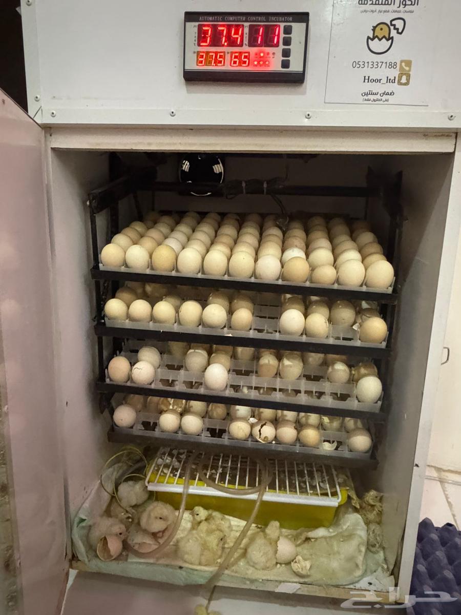 فقاسة فل تماتيك 325 بيضه64519540112131110