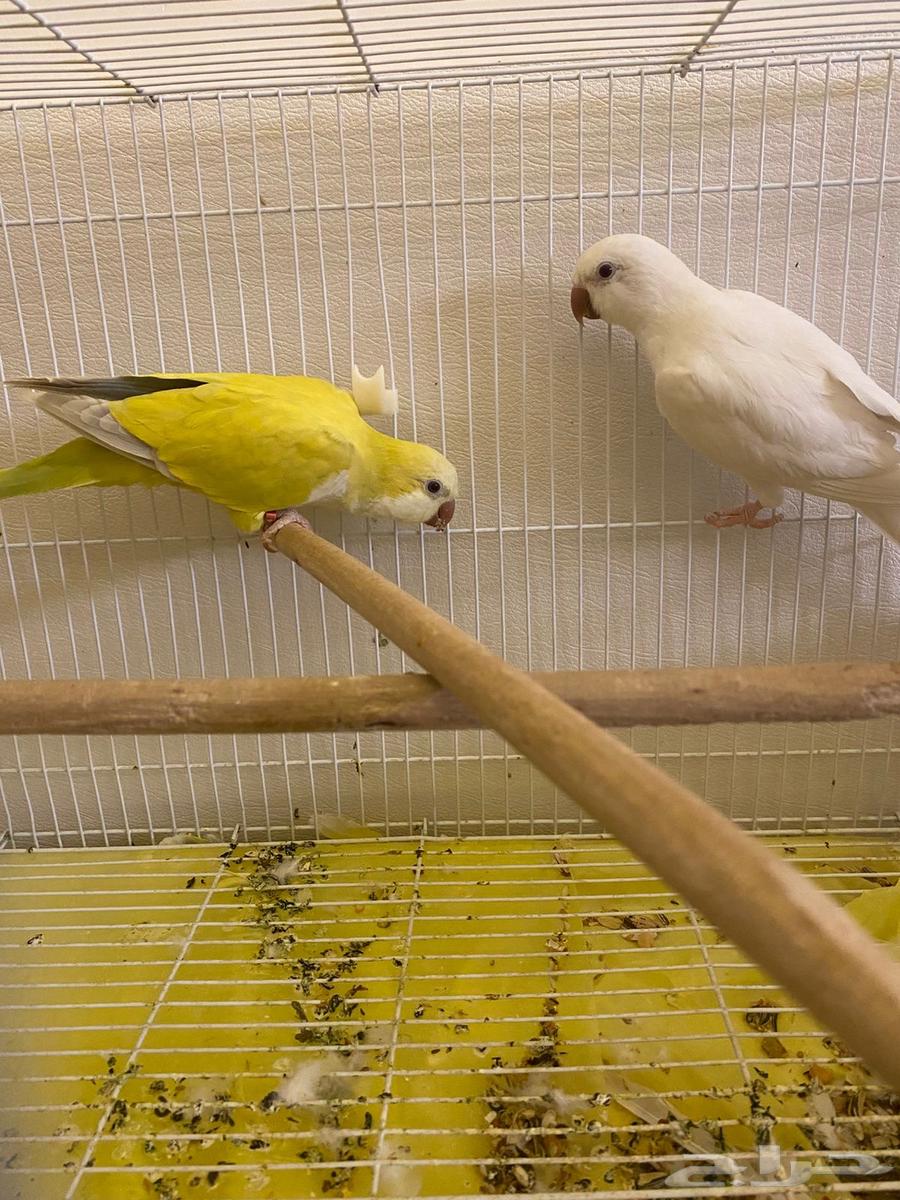 Quaker Walnut Product64521069180161111