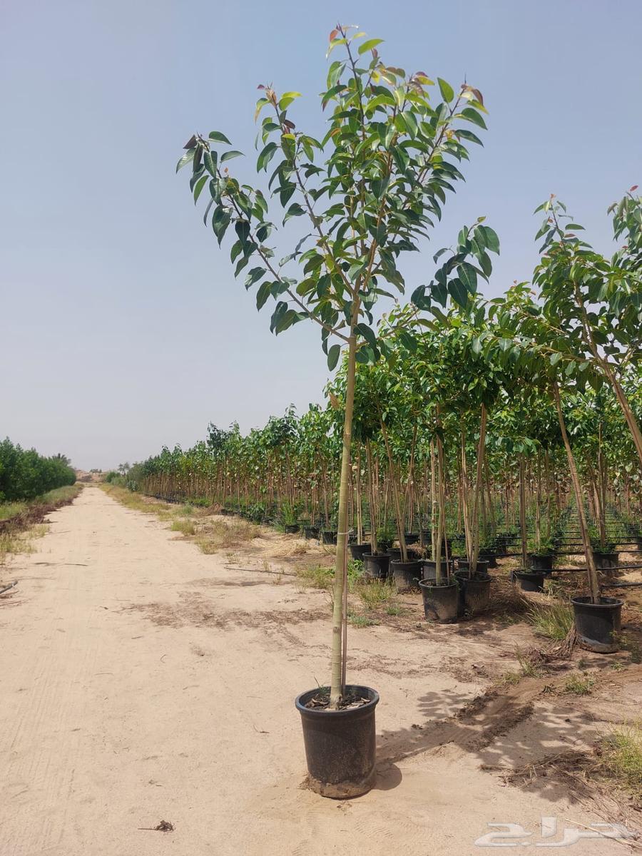 Nursery Selling Trees and Palms in Bulk64523696881283114