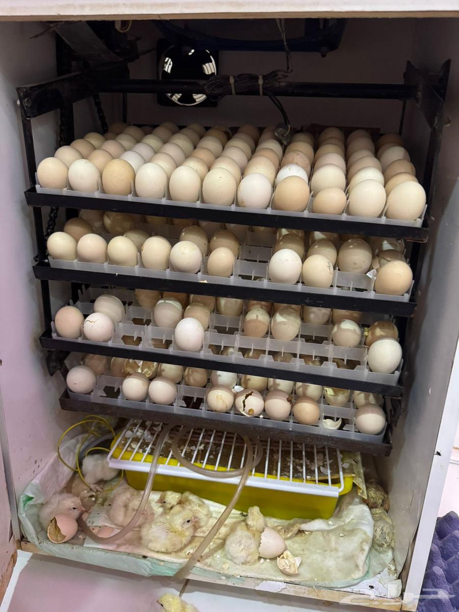 فقاسة فل تماتيك 325 بيضه64519540112131111