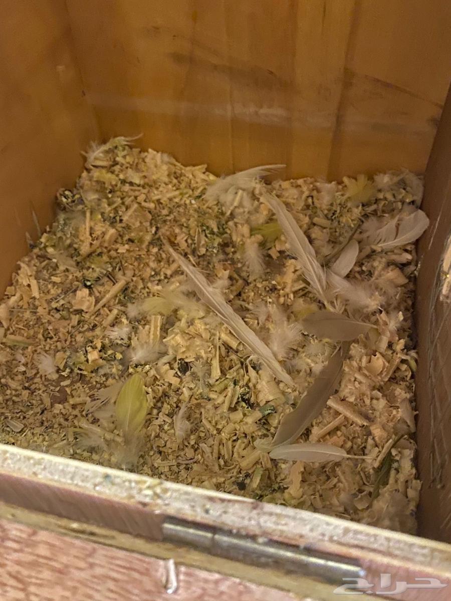 Quaker Walnut Product64521069180161113