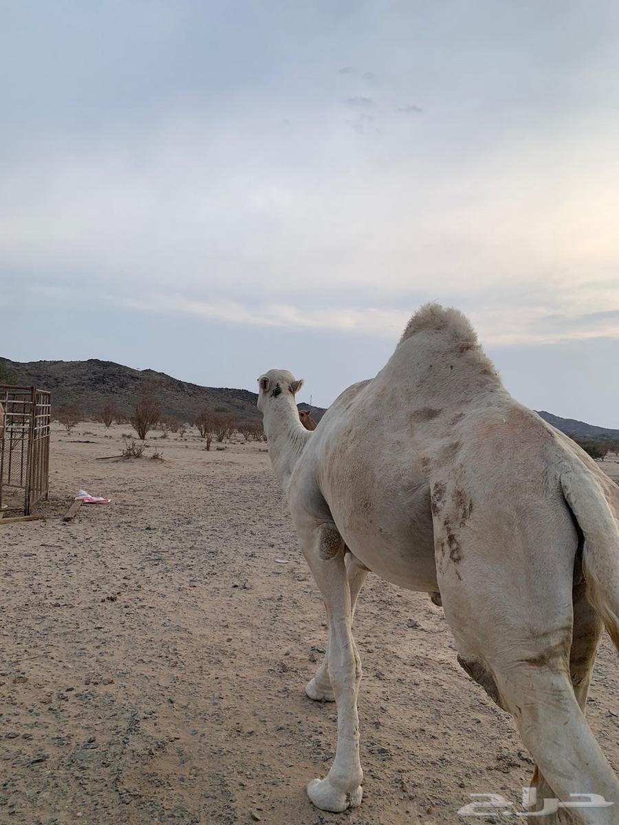 Camel for sale, very clear64529405498625111