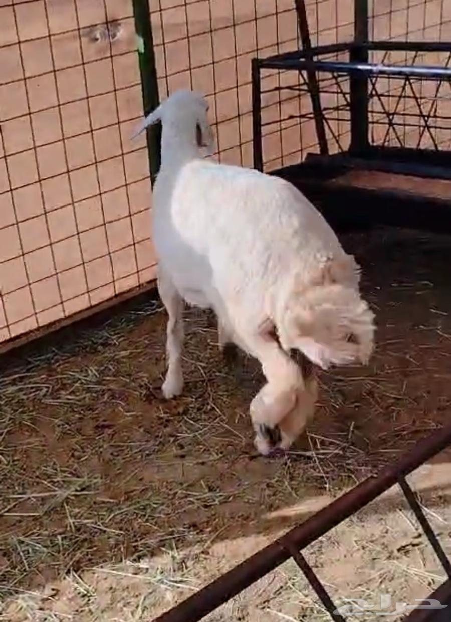 رخال 6 شهور للبيع64521083245443111